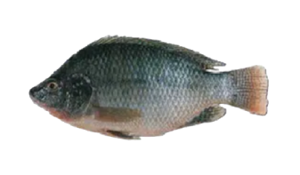  Tilapia