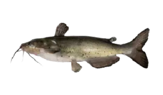  Catfish