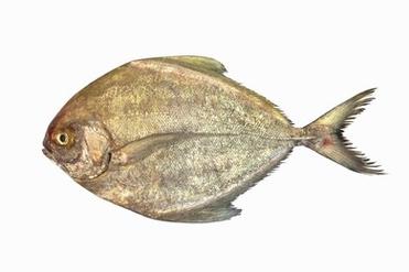  Black Pomfret